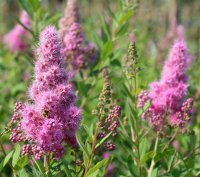 Kolbenspiere Triumphans - Spiraea billardii