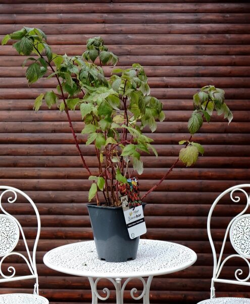 Himbeere - Rubus idaeus Autumn Bliss 40-60 cm, Strauch  im 2-Liter Container