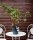 Himbeere - Rubus idaeus Autumn Bliss 40-60 cm, Strauch  im 2-Liter Container