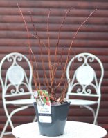 Himbeere - Rubus idaeus  Heritage 40-60 cm, Strauch im...