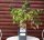 Himbeere - Rubus idaeus  Heritage 40-60 cm, Strauch im 5-Liter Container
