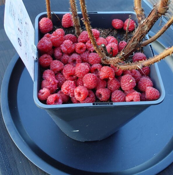 Himbeere - Rubus idaeus Schönemann 40-60 cm im Container