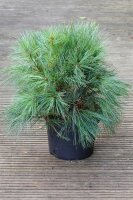 Pinus strobus Radiata - Streichelkiefer 30-40 cm, im...