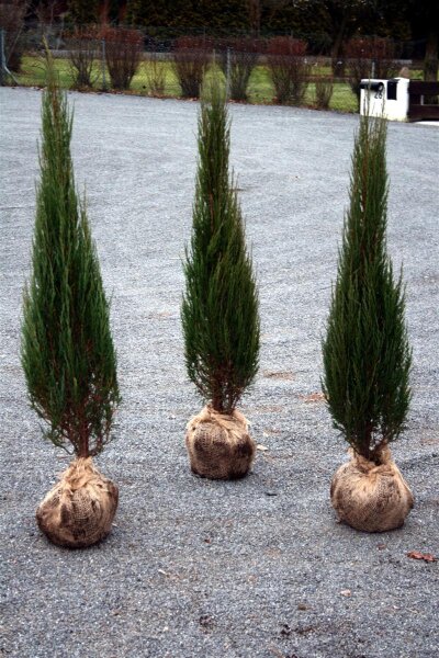 Blauer Säulenwacholder Blue Arrow - Juniperus scopolorum 50-60 cm, im 5-Liter Container