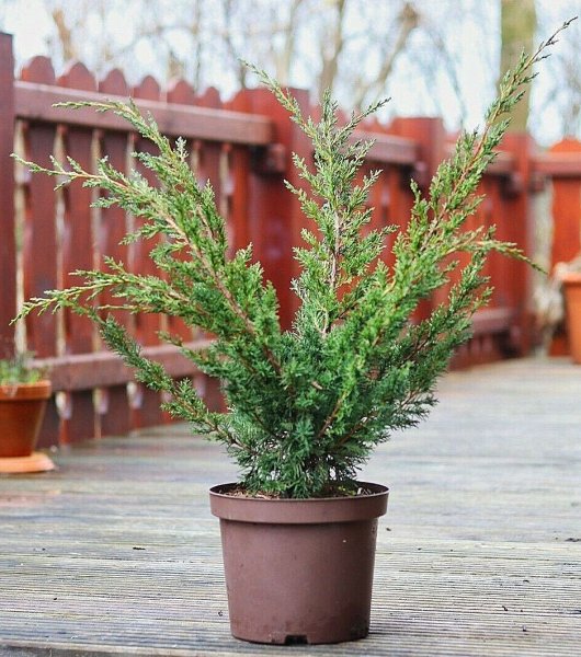 Strauchwacholder Blaauw Juniperus chinensis
