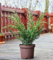Strauchwacholder Blaauw Juniperus chinensis