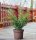 Strauchwacholder Blaauw Juniperus chinensis