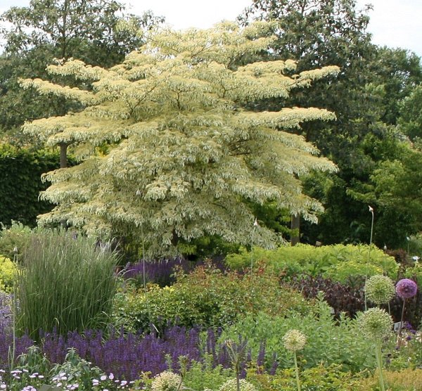 Weißbunter Pagoden-Hartriegel - Cornus controversa Variegata