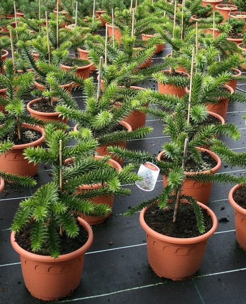 Chilenische Schmucktanne - Andentanne - Araucaria araucana