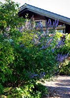 Mönchspfeffer - Keuschbaum - Vitex agnus-castus...