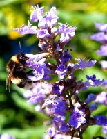 Mönchspfeffer - Keuschbaum - Vitex agnus-castus 40-60 cm, Strauch im 5-Liter Container