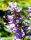 Mönchspfeffer - Keuschbaum - Vitex agnus-castus 40-60 cm, Strauch im 5-Liter Container