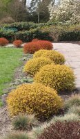 Japanische Zwergspiere Golden Princess - Spiraea japonica...