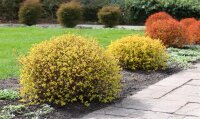 Japanische Zwergspiere Golden Princess - Spiraea japonica 30-40 cm, Strauch im 2-Liter Topf