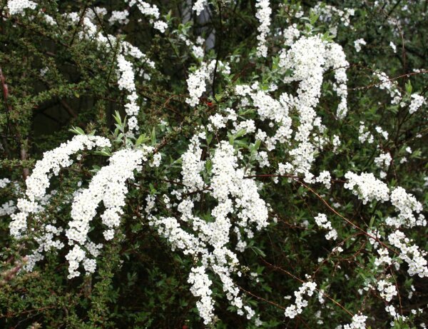 Weiße Rispenspiere Grefsheim - Spiraea cinera 60-100 cm, 2x verpflanzter Strauch, wurzelnackt
