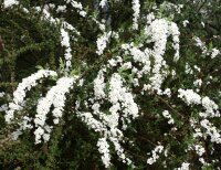 Weiße Rispenspiere Grefsheim - Spiraea cinera...