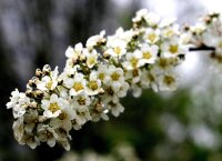 Weiße Rispenspiere Grefsheim - Spiraea cinera 60-100 cm, 2x verpflanzter Strauch, wurzelnackt