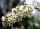 Weiße Rispenspiere Grefsheim - Spiraea cinera 60-100 cm, 2x verpflanzter Strauch, wurzelnackt
