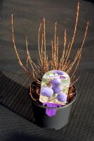 Moorbeere - Rauschbeere - Vaccinium uliginosum 15-20 cm,...