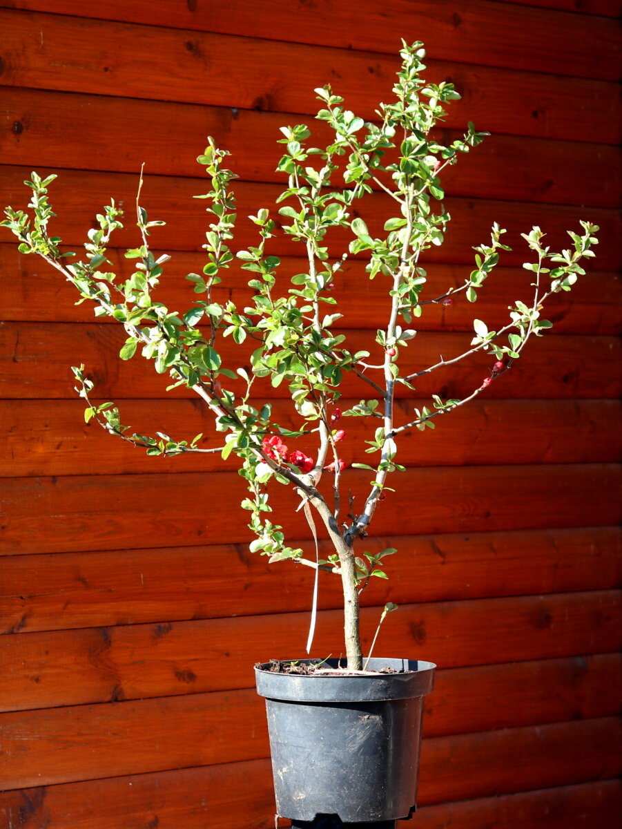 Japanische Zierquitte Wildform - Wildfruchtstrauch Chaenomeles japoni, 5,95