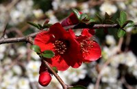 Japanische Zierquitte - Wildform - Chaenomeles japonica -...