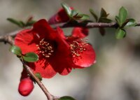 Japanische Zierquitte - Wildform - Chaenomeles japonica - 40-60 cm, verpflanzter Strauch, 3 Triebe, wurzelnackt
