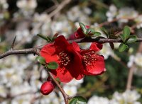 Japanische Zierquitte - Wildform - Chaenomeles japonica - 40-60 cm, verpflanzter Strauch, 3 Triebe, wurzelnackt