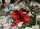 Japanische Zierquitte - Wildform - Chaenomeles japonica - 40-60 cm, verpflanzter Strauch, 3 Triebe, wurzelnackt
