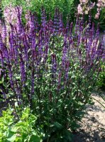 Blühsalbei - Ziersalbei Caradonna Salvia nemorosa...