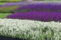 Blühsalbei - Ziersalbei Caradonna Salvia nemorosa Staude im 1-Liter Topf