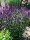 Blühsalbei - Ziersalbei Caradonna Salvia nemorosa Staude im 1-Liter Topf