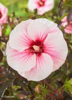 Stauden-Hibiscus - Riesen-Hibiscus Pink Candy ®...