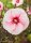 Stauden-Hibiscus - Riesen-Hibiscus Pink Candy ®  Hibiscus x moscheutos Pink Candy Staude im 1-Liter Topf