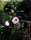 Stauden-Hibiscus - Riesen-Hibiscus Cherry Cheescake ®  Hibiscus x moscheutos