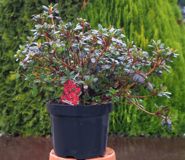 green giant thuja arborvitae 'Green Giant' Hedge Arborvitae