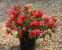 Japanische Azalee Muttertag Rhododendron obtusum Muttertag
