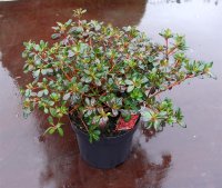 Japanische Azalee Muttertag Rhododendron obtusum Muttertag