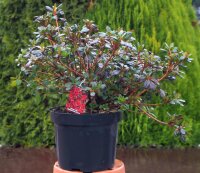 Japanische Azalee Muttertag Rhododendron obtusum 40-60 cm, im 12-Liter Container