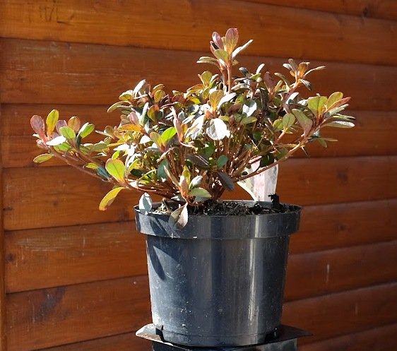 Japanische Azalee Rokoko - Rhododendron obtusum Rokoko