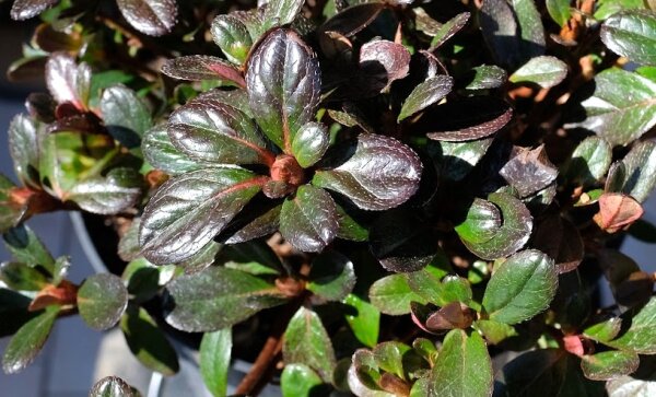 Immergrner Bodendecker Japanische Azalee 'Rokoko' Rhododendron o., 11,95