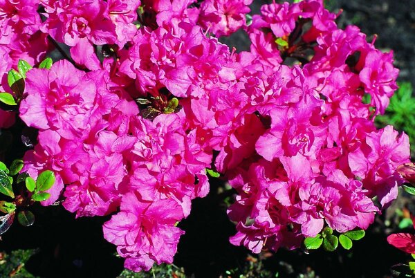 Immergrner Bodendecker Japanische Azalee 'Rokoko' Rhododendron o., 11,95
