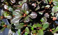 Japanische Azalee Rokoko - Rhododendron obtusum Rokoko