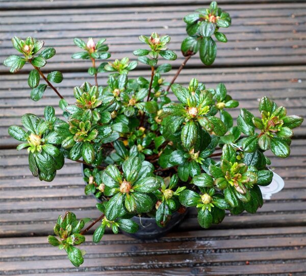 Japanische Azalee 'Pink Poetry - Rhododendron obtusum 'Pink Poetry'