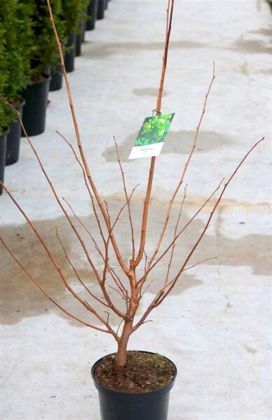 Haselnuss Hallesche Riesennuss Kultursorte Corylus avellana 60-100 cm, Strauch im 5-LiterContainer