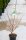 Haselnuss Hallesche Riesennuss Kultursorte Corylus avellana 60-100 cm, Strauch im 5-LiterContainer