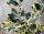 Ilex altaclerensis Golden King Großblättriger Ilex Golden King