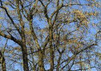 Baum-Hasel - Türkische Hasel - Corylus colurna