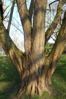 Baum-Hasel - Türkische Hasel - Corylus colurna