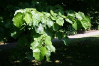 Baum-Hasel - Türkische Hasel - Corylus colurna