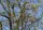Baum-Hasel - Türkische Hasel - Corylus colurna